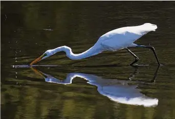  ?? Tyler Sizemore/Hearst Connecticu­t Media file photo ?? A great egret searches for an afternoon snack on Mill Pond in Cos Cob on Sept. 23, 2020. A tour of the pond will follow the talk “The Great Back Yard Bird Count with the Greenwich Audubon,” which will take place from 10 to 11 a.m. Feb. 18 at the The Cos Cob library, 5 Sinawoy Road.