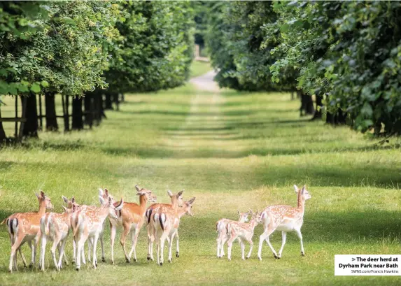  ?? SWNS.com/Francis Hawkins ?? > The deer herd at Dyrham Park near Bath