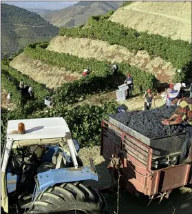  ?? AP/ARMANDO FRANCA ?? Grapes are loaded onto a trailer in the early morning sun on the slopes along the Douro River outside the village of Pinhao in northern Portugal. Most of the grapes harvested in the region are used in the making of port wine. Following a wet winter,...
