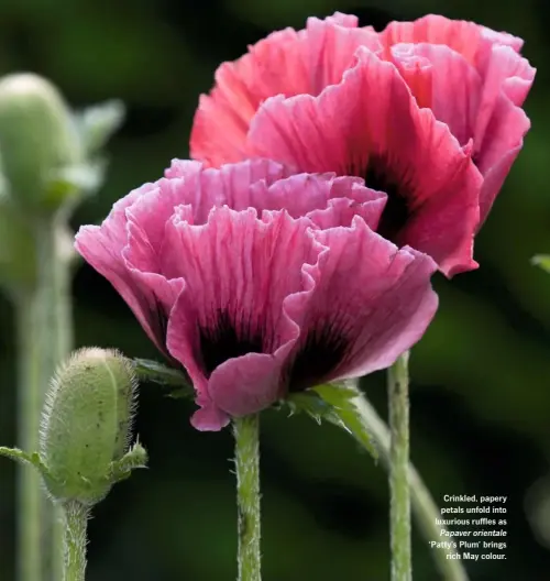  ??  ?? Crinkled, papery petals unfold into luxurious ruffles as Papaver orientale ‘Patty’s Plum’ brings rich May colour.