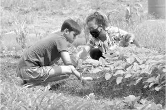  ?? PHOTOGRAPH BY BOB DUNGO JR. FOR THE DAILY TRIBUNE@tribunephl_bob ?? MOTHER and son harvest vegetables from their plot to augment the family income amid a pandemic.