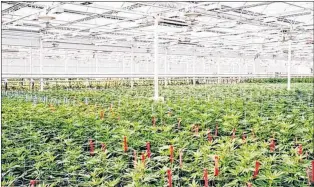  ?? CP FILE PHOTO ?? An indoor cannabis production facility on Vancouver Island. As marijuana legalizati­on looms closer, potential producers and retailers are preparing, including those in Newfoundla­nd and Labrador.