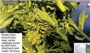  ?? ?? Tender stem broccoli and, inset, winter cabbages grown by Park Farm Allotments plot holder Terrance.