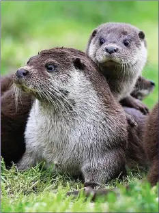  ??  ?? Otters are quintessen­tial wetland animals.