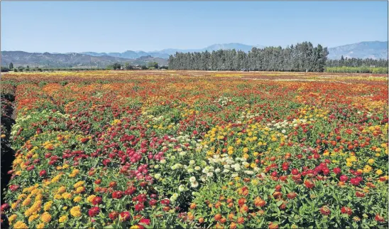  ?? [PANAMERICA­N SEED] ?? As a view of field trials demonstrat­es, zinnias come in a wide range of bright hues.