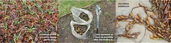  ??  ?? Seaweed mulch around a young garlic crop.
Use seaweed as soon as possible after harvesting it.
Durvillaea potatorum.