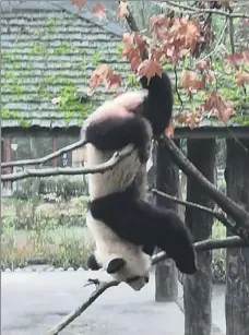  ??  ?? Above left: A panda dangles playfully upside-down in a tree at the center. Top right: A newborn cub seems to relax at the Chengdu Research Base of Giant Panda Breeding. Bottom right: Three pandas feast on bamboo at the China Conservati­on and Research Center for the Giant Panda.