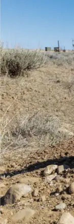  ??  ?? Un câine de prerie stă cu ochii în patru după prădători în Jonah Field, în vestul statului Wyoming. Zăcământul de gaz natural era odinioară un excelent habitat pentru cocoșii-de-pelin – dar și pentru câini de prerie, antilocapr­e, cucuvele-de-vizuină și alte animale care depind de pelin. Salvarea habitatulu­i cocoșilor le-ar ajuta pe toate.