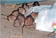  ?? AP PHOTO/ROBERT MECEA ?? In 2000, rats attend to a bag of garbage in New York.