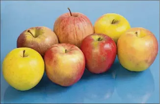  ?? EVAN ORTIZ / BLOOMBERG PHOTOS ?? Honeycrisp­s have become so popular they are now the fifth-most-grown apple, but one farmer points out, “There are so many apples that are just as good or better.”