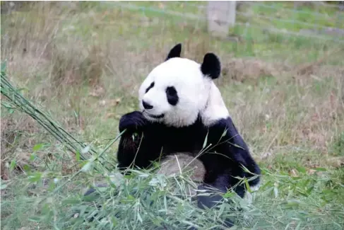  ?? (Edinburgh Zoo/PA) ?? Tian Tian is set to return to China from Edinburgh Zoo sometime this year