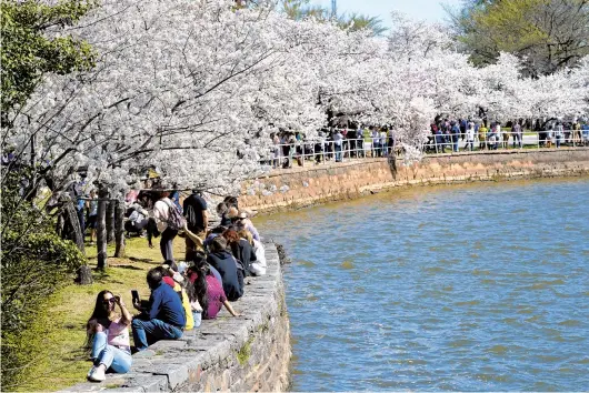  ?? AP PHOTOS ?? People enjoy the Yoshino cherry trees in full bloom in Washington on March 30. The Cherry Blossom Festival celebrates the original gift of 3,000 trees from the city of Tokyo in 1912.