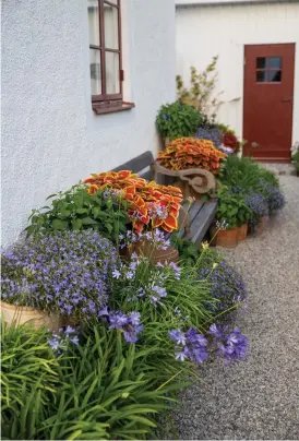  ??  ?? Välj krukor som passar ihop med stilen på huset. Plocka till exempel upp en färg från dörren och låt den återkomma i en blomma eller en kruka.