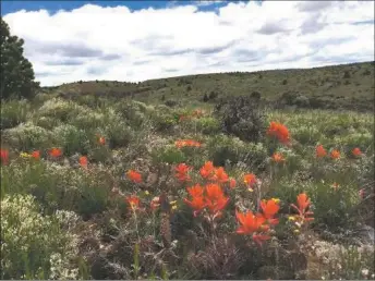  ?? JAN MARTENSON ?? Swath of paintbrush near the Río Grande Gorge in springtime. A legislativ­e committee has passed a bill aiming to give New Mexico the ability to set environmen­tal regulation­s that are more stringent than required by the federal government.