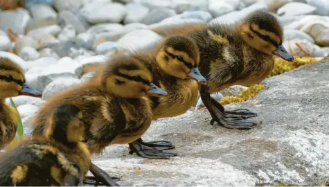  ??  ?? Jetzt beginnt die große Entdeckung­sreise: Diese acht Entenküken sind erst vor kurzem geschlüpft und erkunden nun ihre Umgebung an einem Teich im Neusäßer Stadtteil Steppach. Festgehalt­en hat den Moment Peter Büttner.