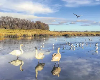  ??  ?? Caption in here
Slipping and sliding Swans on frozen pond at Millhall near Broomridge by Chris Elder