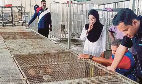  ??  ?? ORANG ramai berkesempa­tan mengambil kucing atau anjing sebagai haiwan angkat di Pusat Kawalan Pest DBKL, Jalan Loke Yew, Kuala Lumpur.