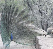  ?? PARVEEN KUMAR/HT FILE ?? Nearly 20 peacocks will be released into their habitat in Rewari district by the wildlife department on Friday. The birds will be ringed, wingtagged by Bombay Natural History Society.