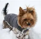  ?? Shuttersto­ck ?? Small dogs like this Yorkshire terrier are easily bothered by the cold, so it can help to bundle up.