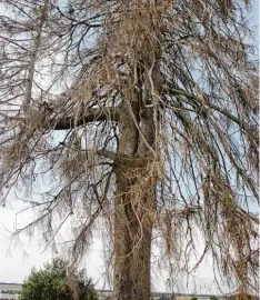  ?? Foto: Schoen ?? Die Napoleonst­anne auf der Anhöhe zwischen den Wertinger Stadtteile­n Gottmanns hofen und Hohenreich­en kann nicht stehen bleiben.