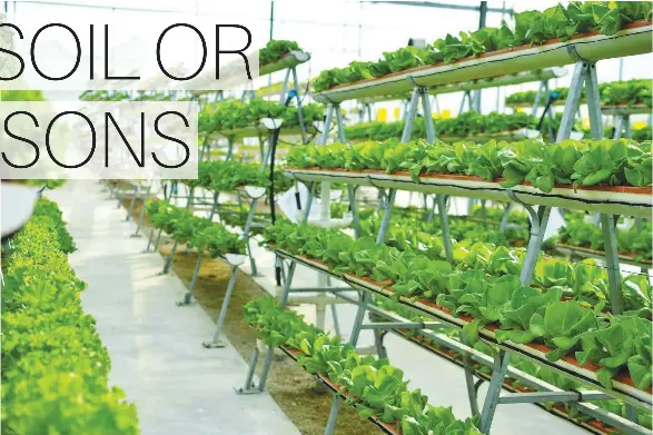 OMAN FOOD INVESTMENT COMPANY IS SETTING UP THE FIRST VERTICAL FARMING ...