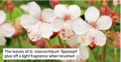  ?? ?? The leaves of G. macrorrhiz­um ‘Spessart’ give off a light fragrance when brushed
