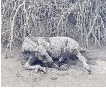  ??  ?? Buried in ash: Some of the animals who perished due to suffocatio­n in Taal island.