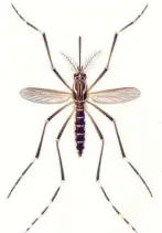  ??  ?? Yellow fever or dengue mosquito