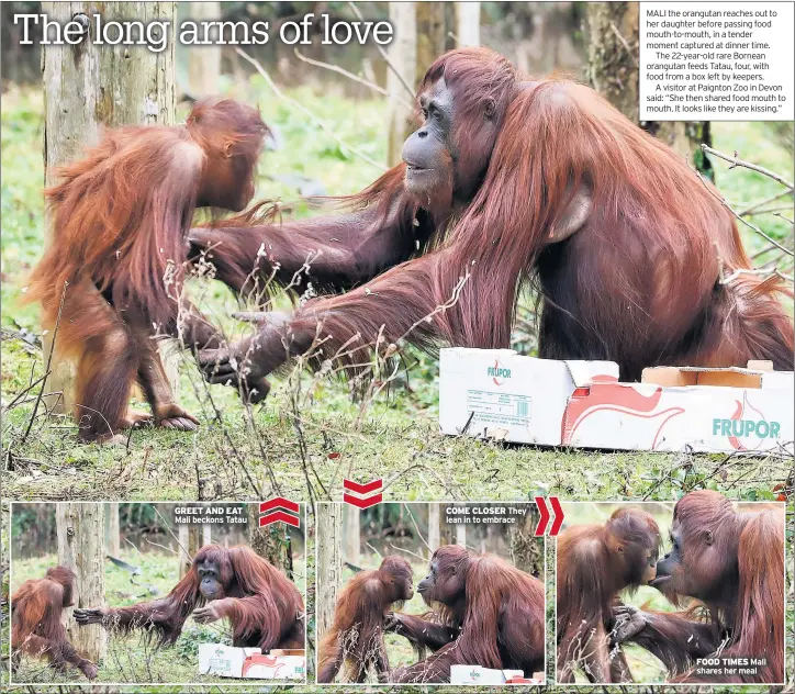  ??  ?? GREET AND EAT Mali beckons Tatau COME CLOSER They lean in to embrace FOOD TIMES Mali shares her meal