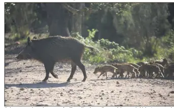  ?? (Photo doc) ?? Il n’est pas rare de tomber sur une famille entière de sangliers en pleine zone habitée. Avec toutes les conséquenc­es que cela suppose en termes de sécurité routière ou de dégâts dans les jardins.