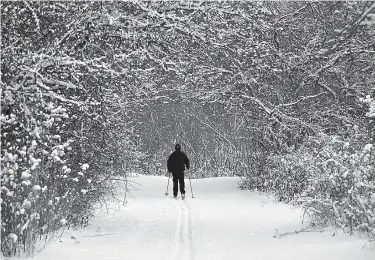  ?? AP Photo/ Tony Dejak ?? Joe Scharpf cross country skis on a trail after a fresh snowfall Thursday in the south chagrin reservatio­n of the Cleveland Metroparks in Moreland Hills, Ohio. Scharpf said he will ski about 6 miles on the trail.