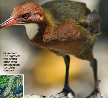  ??  ?? Grounded: The flightless rail, which once lived among giant tortoises (below)