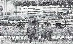  ?? PAUL SANCYA/AP ?? Shoppers look at plants Monday at a nursery in Macomb, Michigan.