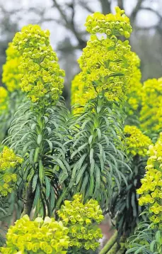  ?? ?? Sunny sites: Euphorbia characias wulfenii