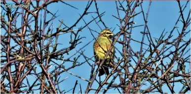  ?? ?? Cirl Bunting