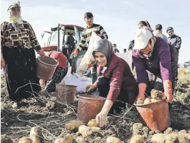  ?? ?? Patates üretiminde üçüncü sırada gelen Afyonkarah­isar’da hasat sürüyor. Hem yüksek verim, hem de tarlada 6 - 7 liraya kadar çıkan fiyatlar çiftçiyi sevindirdi.