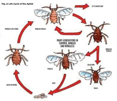  ??  ?? Fig. 2: Life Cycle of the Aphid FLY TO NEW PLANT PRODUCE LIVE YOUNG WINGED FEMALES MANY GENERATION­S IN SUMMER, WINGED AND WINGLESS WINGLESS FEMALES IN AUTUMN FEMALES MATE HATCH IN SPRING MALES
