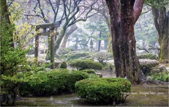  ??  ?? Shinjuku Gyoen Shinjuku, Tokyo Japon.