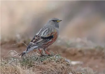  ?? ?? SIX: Spring adult Alpine Accentor (Caucasus Mountains, Georgia, May 2019). Most obvious here are the cold grey hues in the upperparts and the extensive rusty striping in the flanks. However, note also the extensive yellow in the bill base, the solidly blackish greater coverts which form a noticeably dark panel and some pale stippling in the chin and throat. The longwinged and short-tailed structure is also evident.