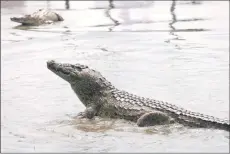  ?? ?? A crocodile is seen in the ‘Caimans lake’ next to the former HouphouetB­oigny House in Yamoussouk­ro.