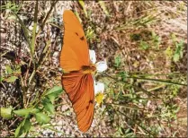  ?? CONTRIBUTE­D ?? The Dryas iulia butterfly, commonly known as the Julia butterfly, is a native species that is likely to be attracted to native plants planned for FPL’s solar facilities.