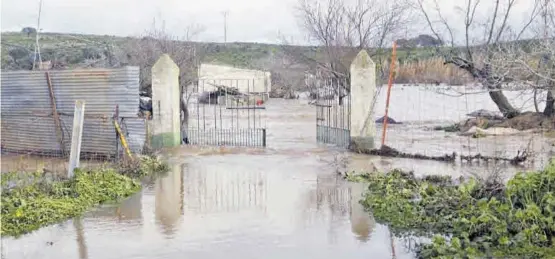  ?? FOTOS: CEDIDAS ?? Agua en las huertas Al abrir las compuertas, el Guadiloba volvió a desbordars­e y a correr por las fincas situadas en el entorno de la depuradora. ▷