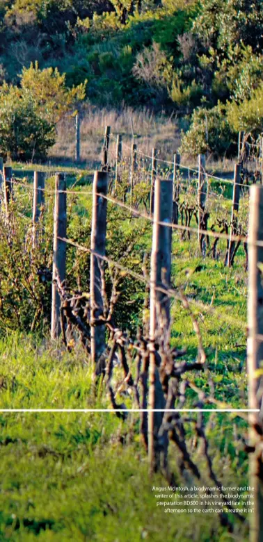  ??  ?? Angus McIntosh, a biodynamic farmer and the writer of this article, splashes the biodynamic preparatio­n BD500 in his vineyard late in the afternoon so the earth can “breathe it in”.