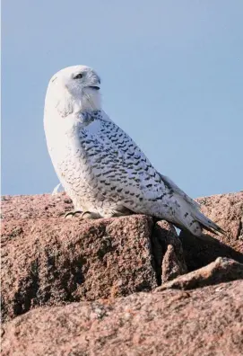  ?? Ned Gerard/Hearst Connecticu­t Media ?? A snowy owl sits on a stone jetty near Long Beach West in Stratford in 2021.