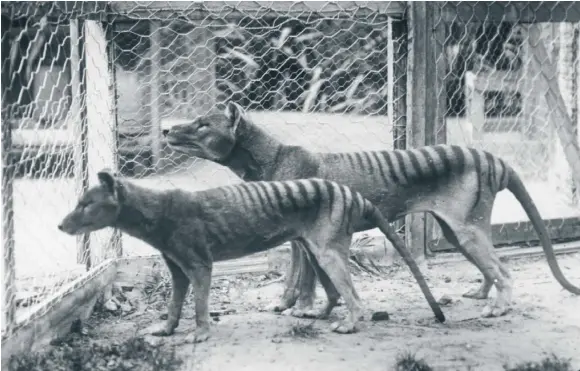  ?? FOTO: UNIVERSITY OF MELBOURNE/AFP ?? Hoppet lever. Pungvargar på ett zoo i Hobart på Tasmanien 1918. Det sista kända exemplaret av arten dog 1936.