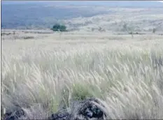  ??  ?? Fountain grass is not establishe­d on Maui, but on Hawaii island, it helps to fuel wildfires. On Maui, other nonnative grasses do so to a lesser extent.