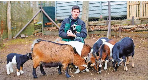  ?? FOTO: HEIKO LEHMANN ?? Philipp Echternach macht im Saarbrücke­r Wildpark ein Freiwillig­es Ökologisch­es Jahr. Er kümmert sich dabei unter anderem um die Ziegen.