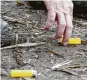  ??  ?? Collecting and removing spent shotshells is an ethical responsibi­lity of all dove hunters. Hunters leaving such litter and otherwise abusing private property is an oft-cited reason landowners decline access to hunters.