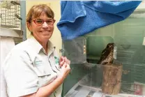  ??  ?? Libby Hall cares for an injured southern boobook owl at the Taronga Zoo Wildlife Hospital, in Sydney.