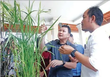  ?? HENG CHIVOAN ?? Agricultur­e minister Dith Tina (centre) inspects rice seed production at the Cambodian Agricultur­al Research and Developmen­t Institute (CARDI) in Dangkor district, on the outskirts of the capital on January 16.